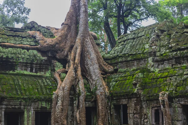 Angkor wat komplex — Stockfoto