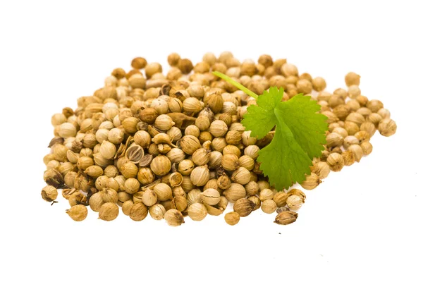 Coriander seeds — Stock Photo, Image