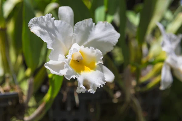 Orchidej květina — Stock fotografie