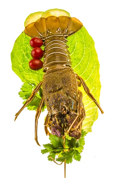 Ruwe spiny kreeften — Stockfoto