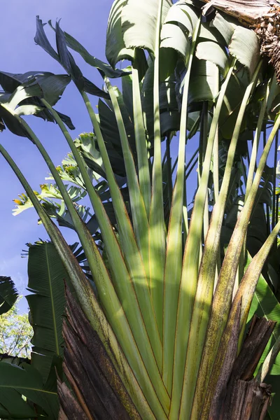 Nong nooch tropisk trädgård — Stockfoto