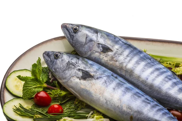 Fresh Atlanticmackerel — Stock Photo, Image