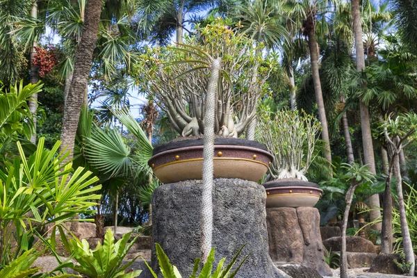 Nong nooch tropische tuin — Stockfoto
