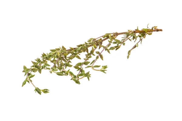 Thyme branch — Stock Photo, Image