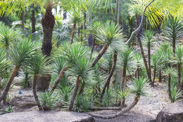 Nong Nooch Tropical Garden — Stock Fotó