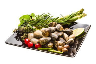 İspanyol yumuşakça - almeja