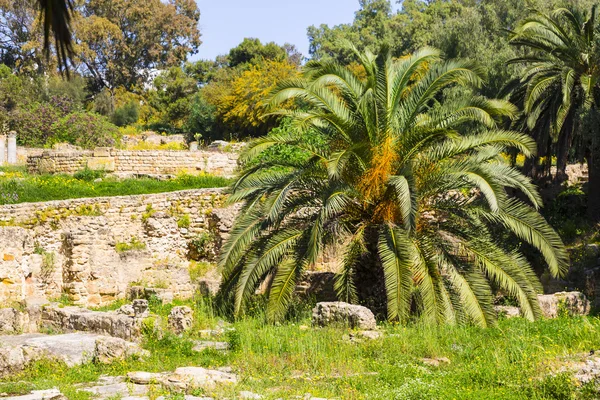 Oude ruïnes Carthago — Stockfoto