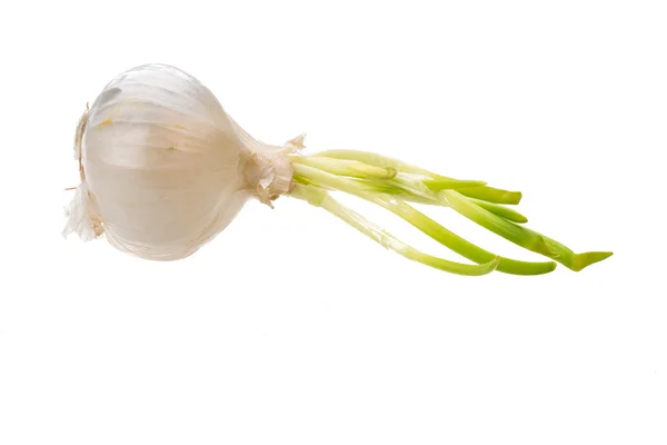 White onion — Stock Photo, Image