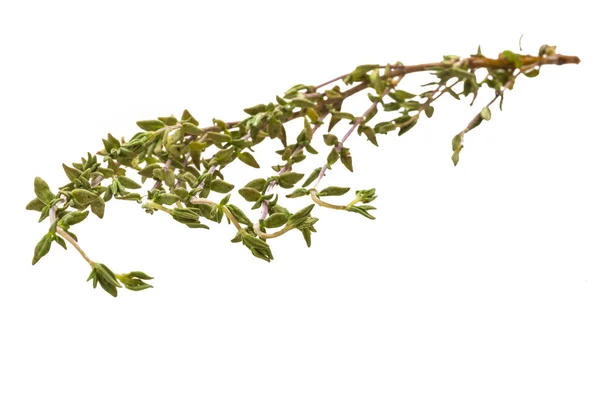 Thyme branch — Stock Photo, Image