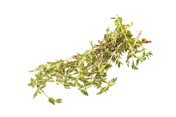 Fresh thyme branch — Stock Photo, Image