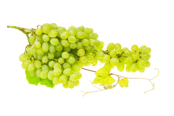 Зеленый яркий виноград — стоковое фото