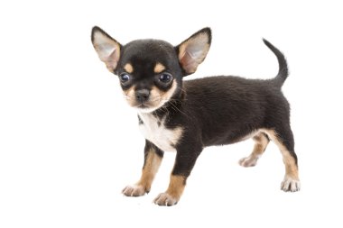 Chihuahua yavrusu