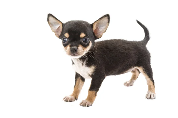 Chihuahua cucciolo — Foto Stock