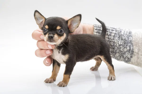 Chihuahua puppy — Stock Photo, Image