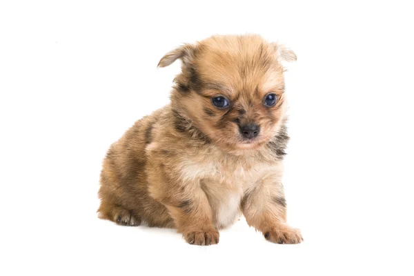 Chihuahua valp — Stockfoto