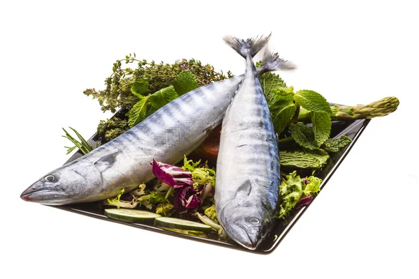 Färska atlanticmackerel — Stockfoto