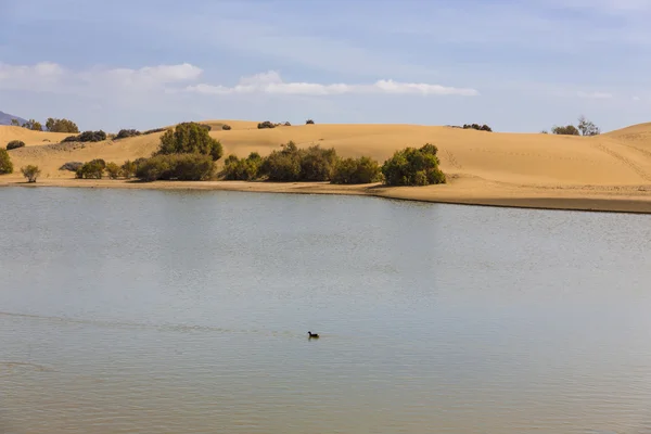 Oasi a Maspalomas Dunas — Foto Stock