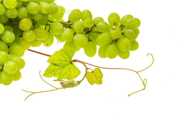 Green bright grape — Stock Photo, Image