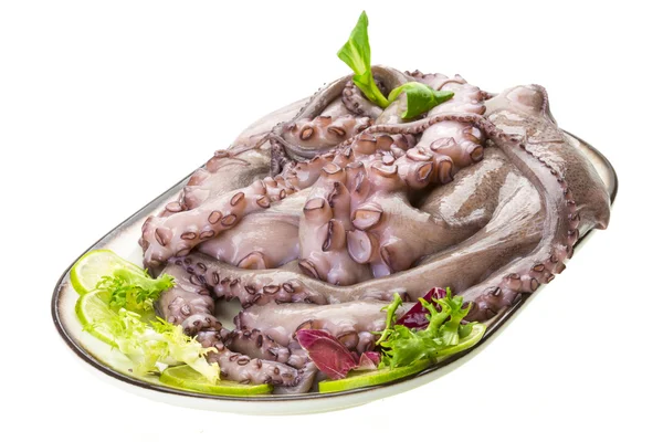 Raw large octopus — Stock Photo, Image