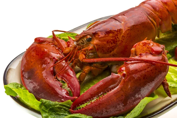 Lobster Besar — Stok Foto