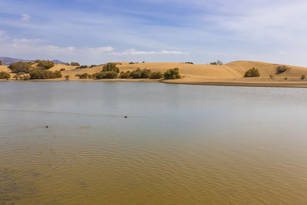 Oasi a Maspalomas Dunas — Foto Stock