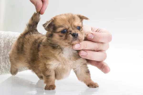 Chihuahua pup — Stockfoto