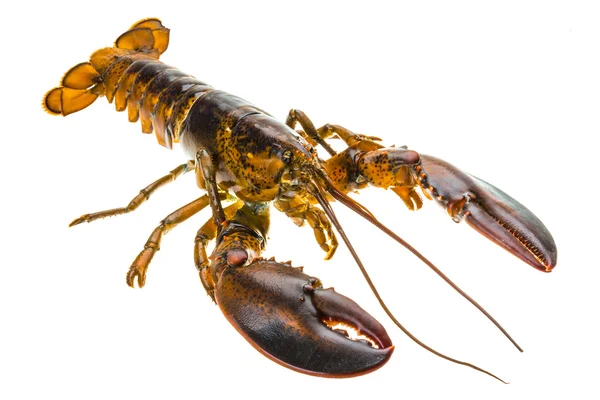 Raw lobster — Stock Photo, Image