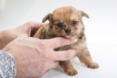 Chihuahua yavrusu
