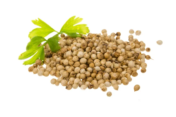 Coriandr seeds — Stock Photo, Image