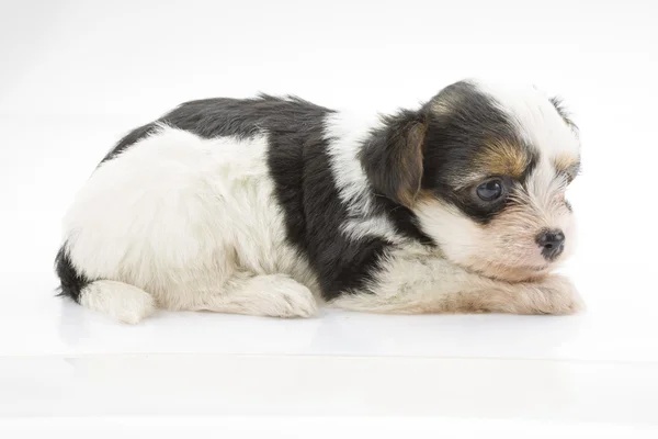 チワワ子犬 — ストック写真