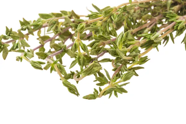 Fresh thyme branch — Stock Photo, Image