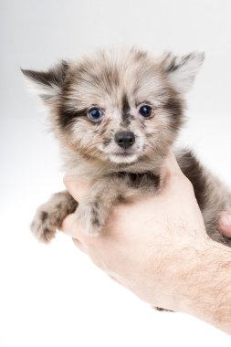 Spitz köpek yavrusu