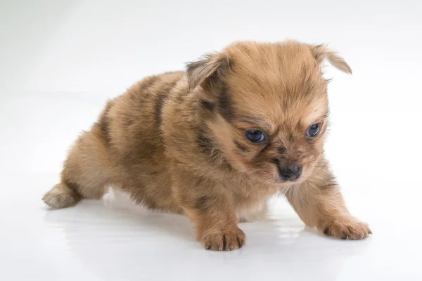 Cãozinho Chihuahua — Fotografia de Stock