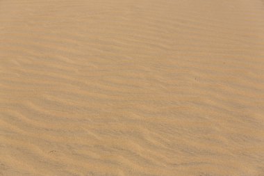 Maspalomas Duna - Kanarya adası Büyük Kanarya Çölü