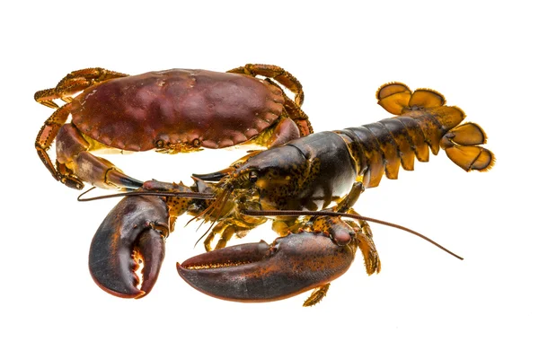 Rohe Hummer und Krabben — Stockfoto