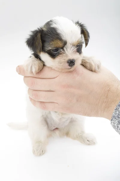 Chihuahua yavrusu — Stok fotoğraf