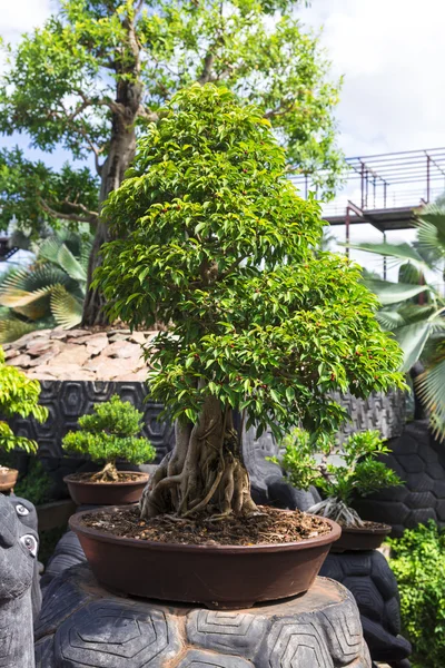 Nong Nooch Jardín Tropical — Foto de Stock