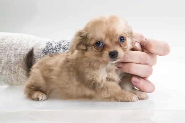 Chihuahua pup — Stockfoto