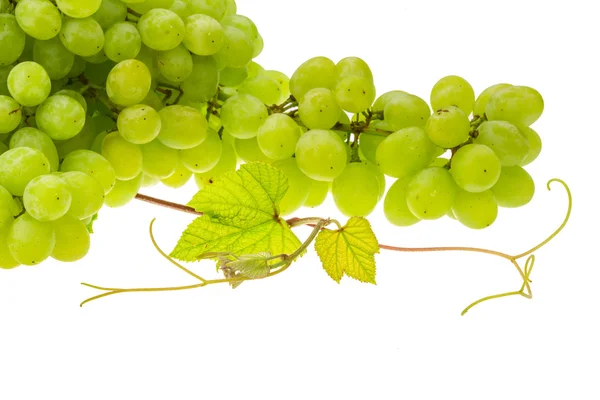 明るい緑のブドウ — ストック写真