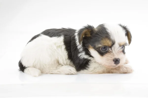 Chihuahua yavrusu — Stok fotoğraf