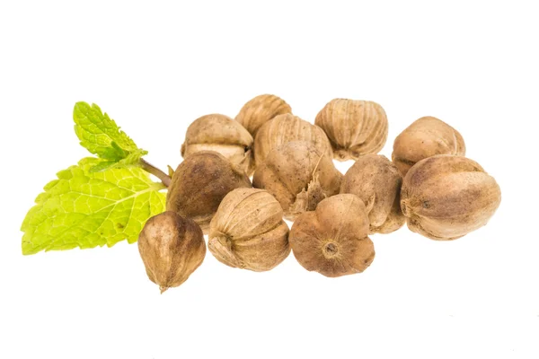 Cardamon seed — Stock Photo, Image