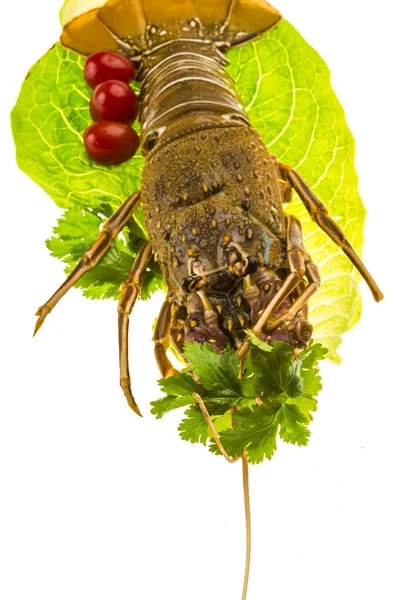 Rå spiny hummer — Stockfoto