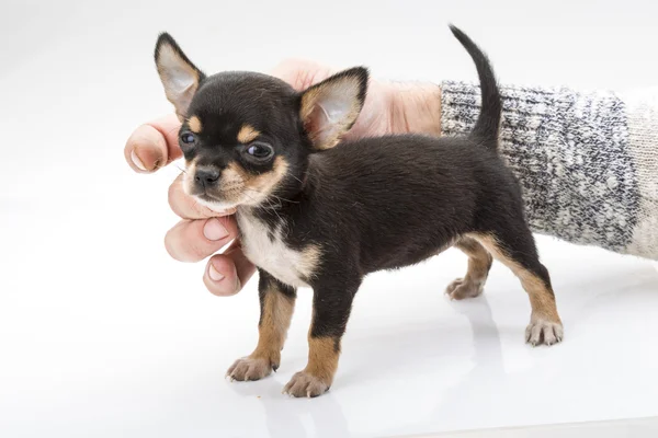 Chihuahua yavrusu — Stok fotoğraf