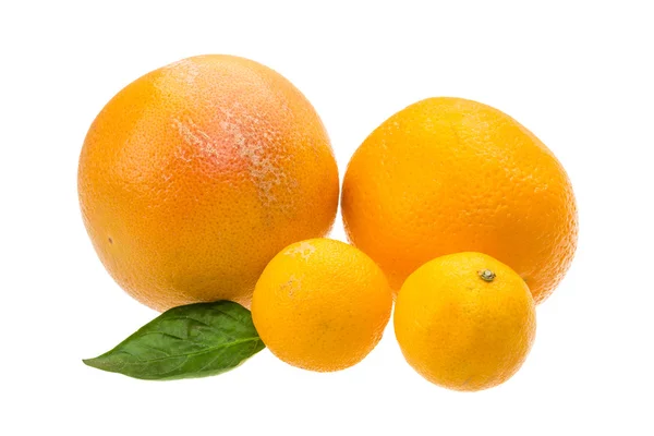 Tangerin, a grépfrút és a narancs — Stock Fotó