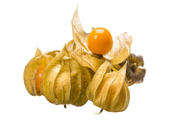 Physalis. —  Fotos de Stock