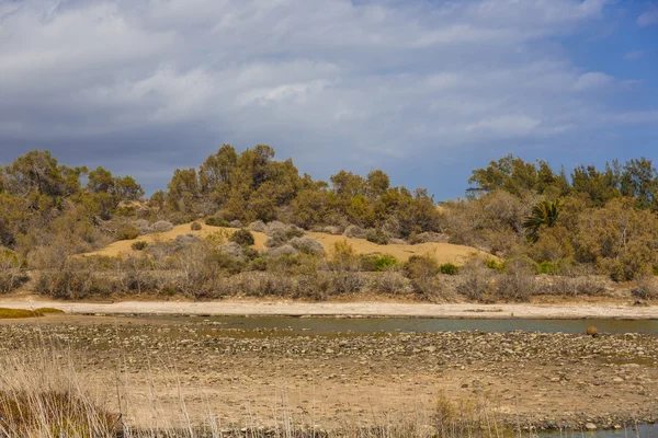 Oase in dunas maspalomas — Stockfoto