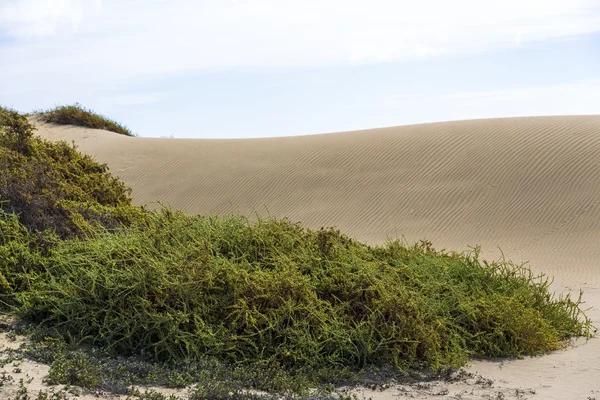 Maspalomas Duna - Pustynia na Wyspach Kanaryjskich Gran Canaria — Zdjęcie stockowe