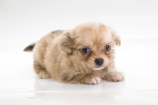 Chihuahua puppy — Stock Photo, Image