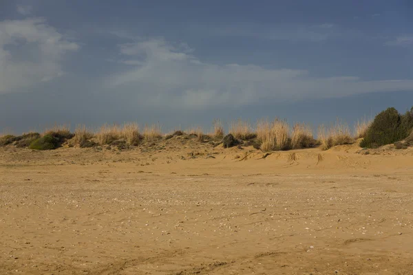 사막의 두 나 — 스톡 사진