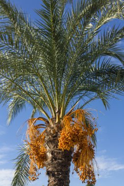 Date Palm clipart